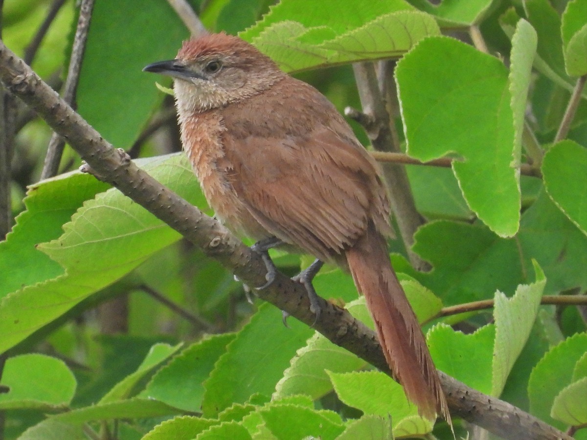 Freckle-breasted Thornbird - ML647418751