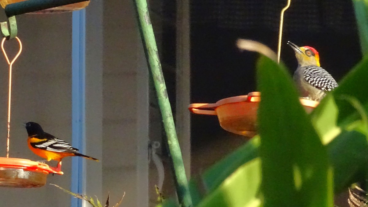 Baltimore Oriole - ML647418756