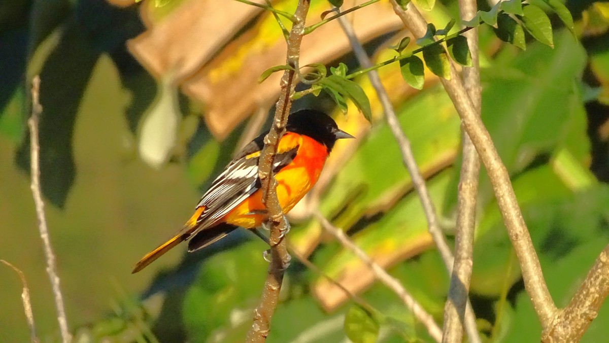 Baltimore Oriole - ML647418757