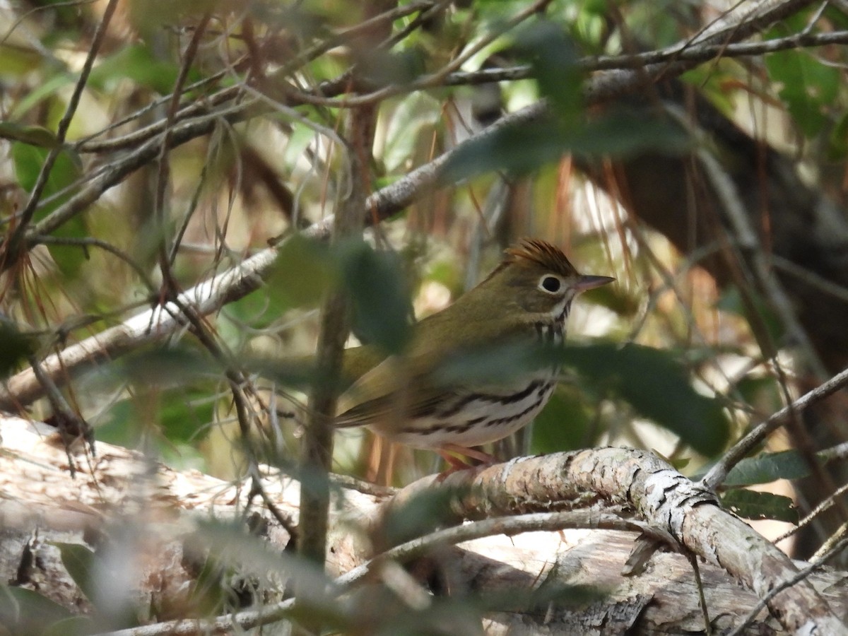 Ovenbird - ML647418758