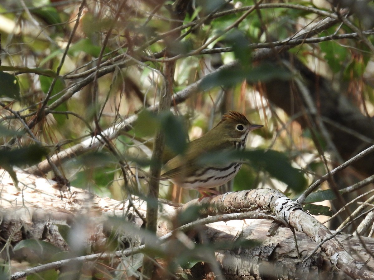 Ovenbird - ML647418759