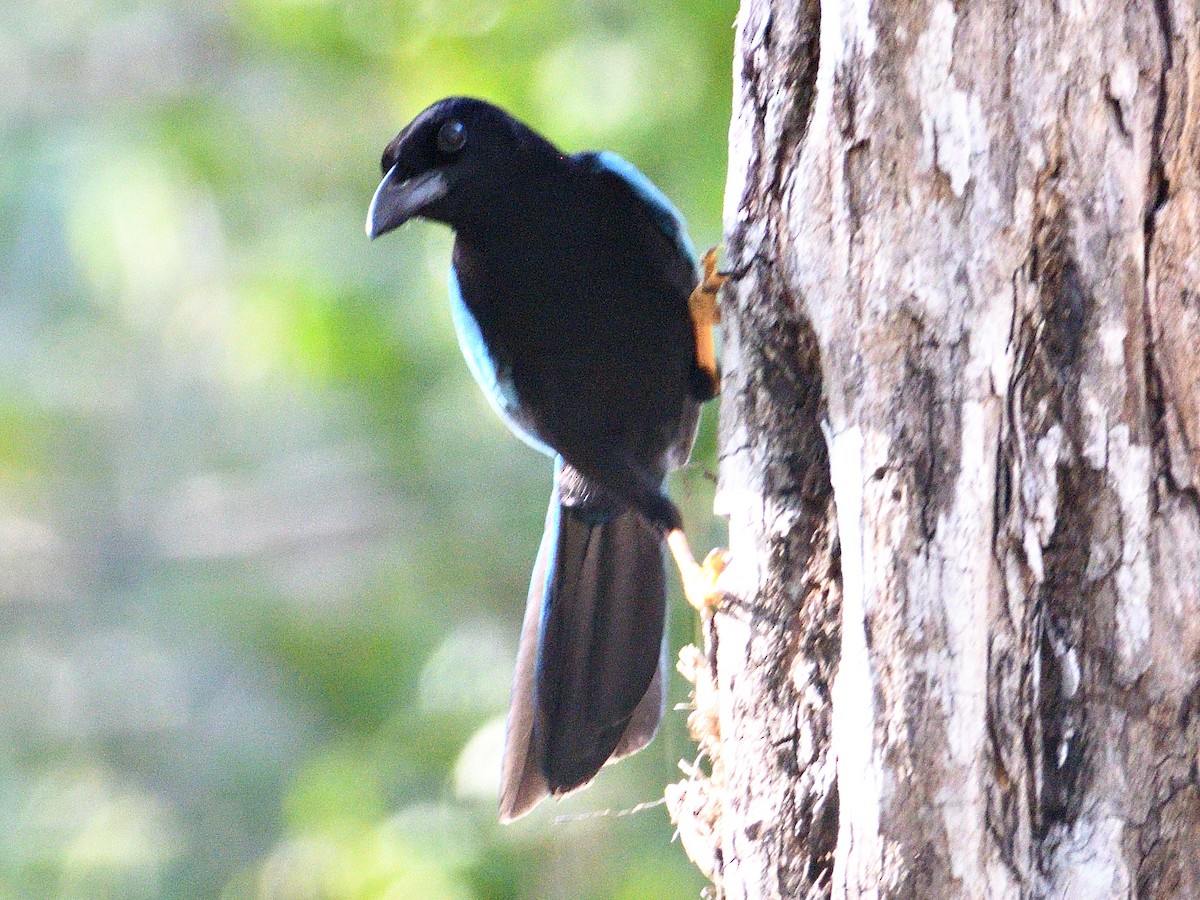 Yucatan Jay - ML647418760