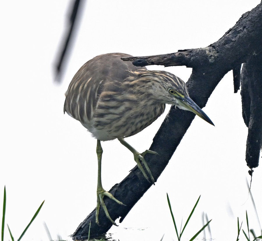 Indian Pond-Heron - ML647418761