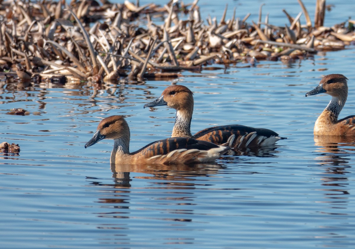 Zuhaitz-ahate kolorebikoa - ML647418763