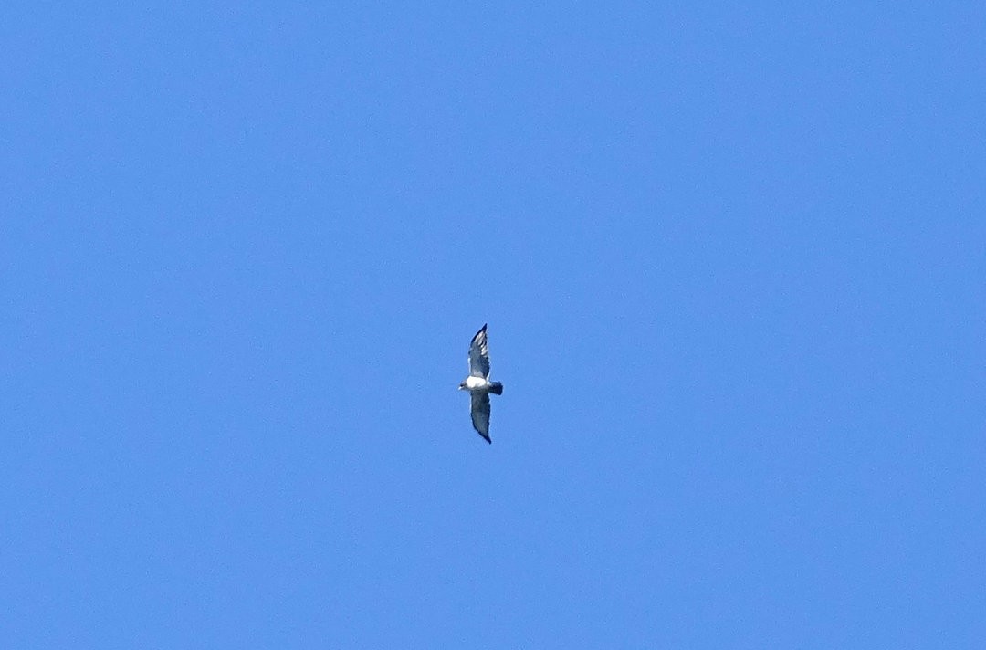 Short-tailed Hawk - ML647418764