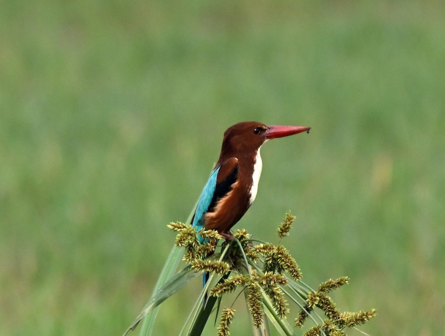 White-throated Kingfisher - ML647418765