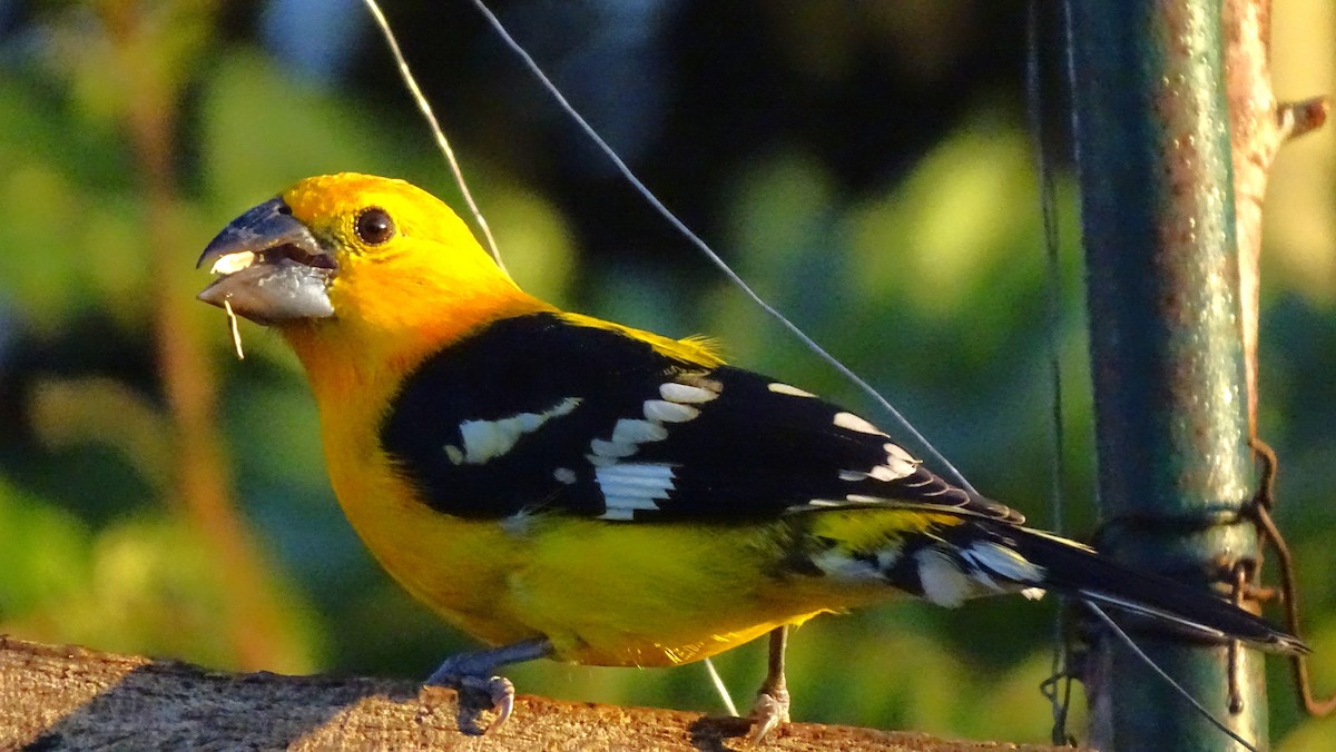 Yellow Grosbeak - ML647418766