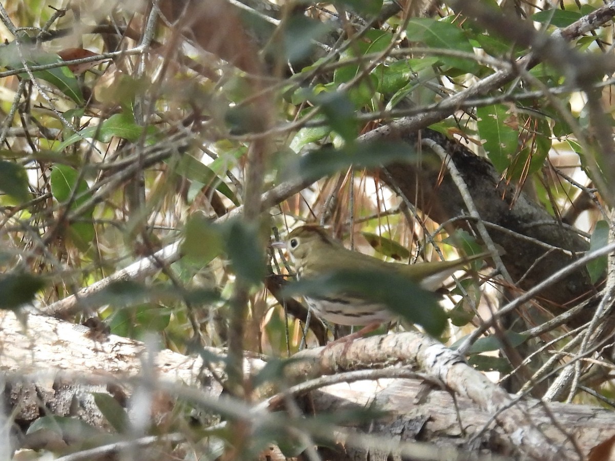 Ovenbird - ML647418768