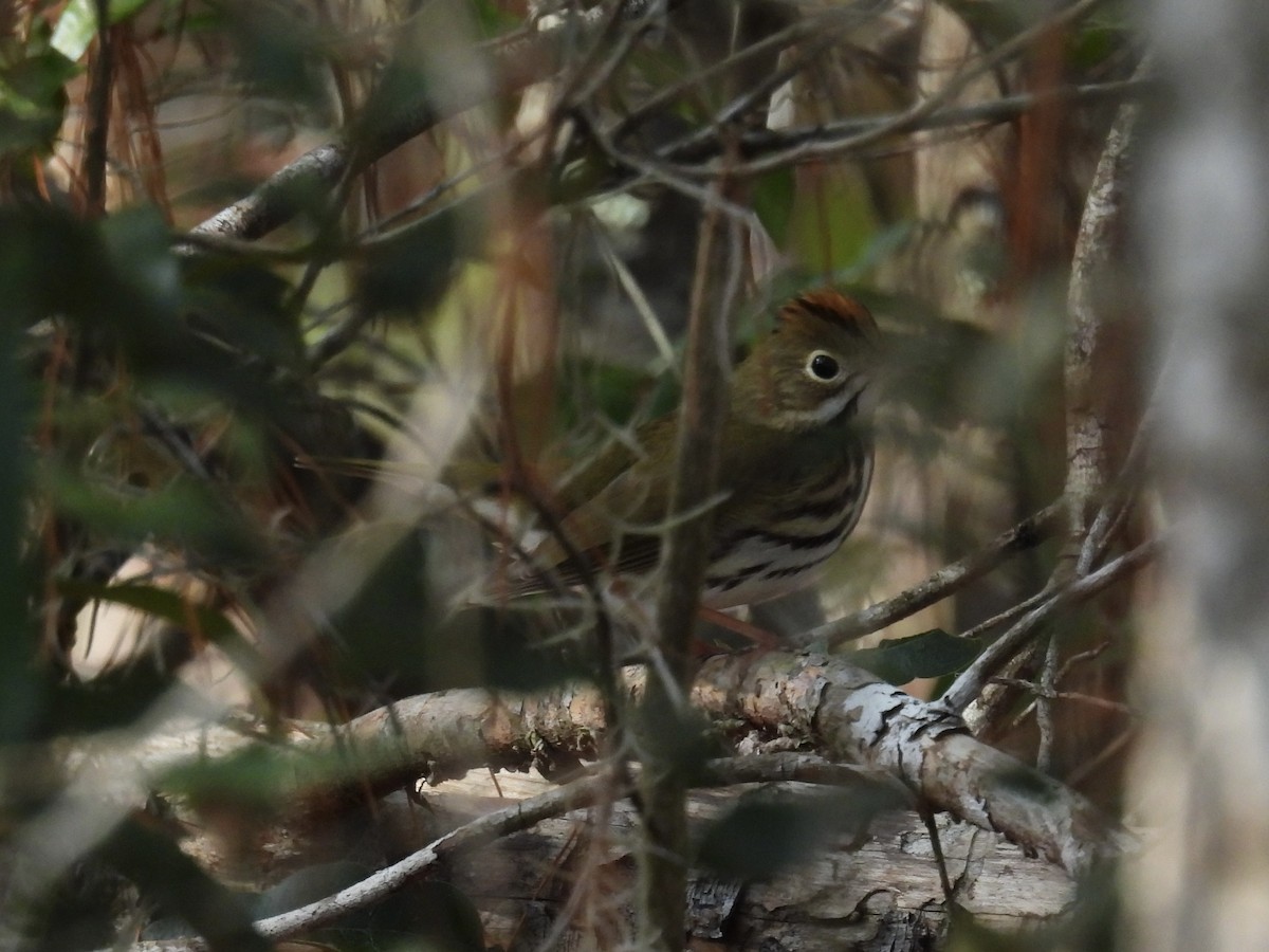 Ovenbird - ML647418769