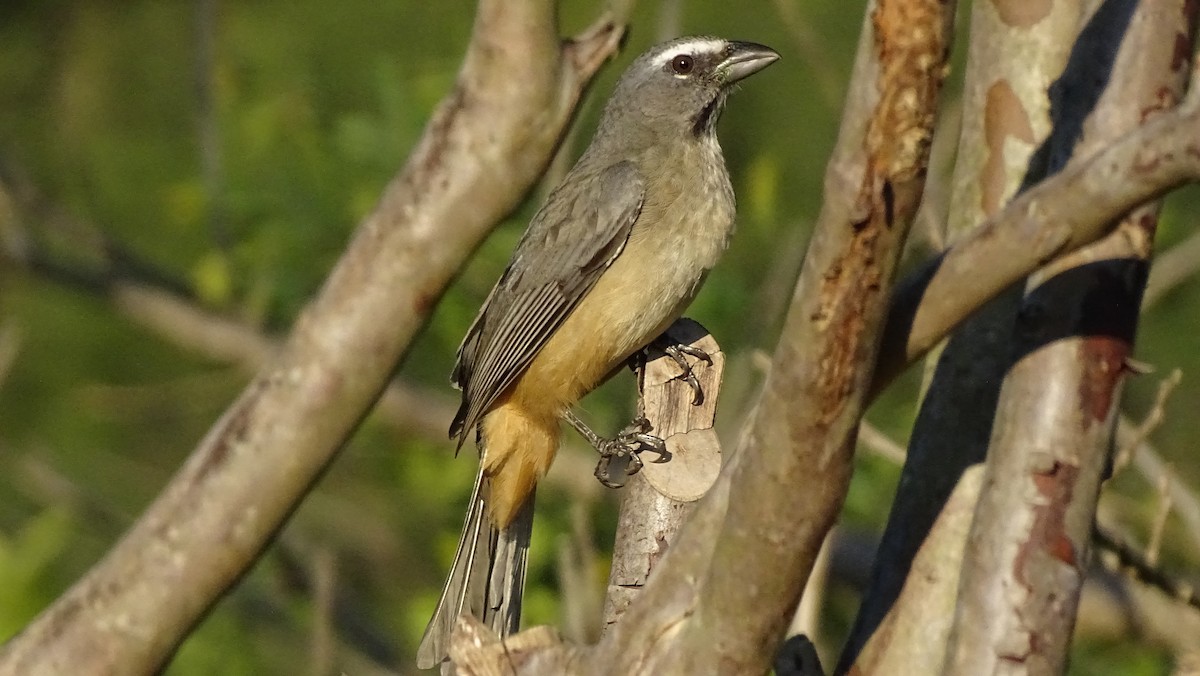 Cinnamon-bellied Saltator - ML647418783