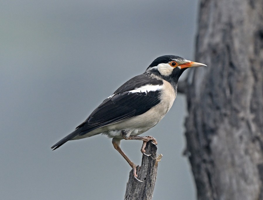 Indian Pied Starling - ML647418818