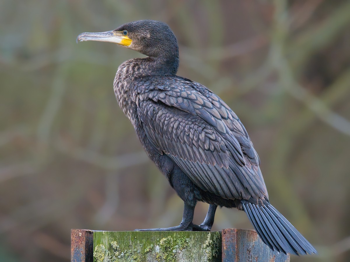 storskarv - ML647418825