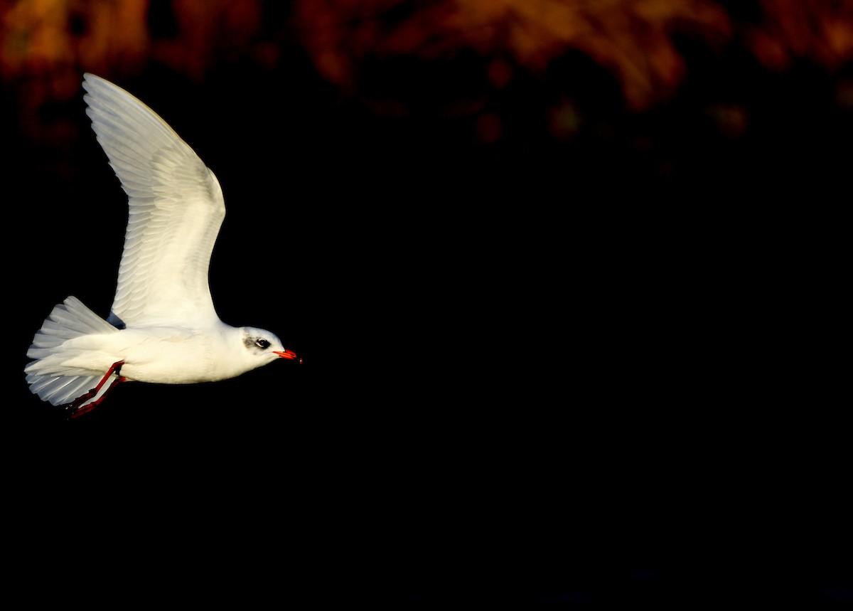 Mediterranean Gull - ML647418833