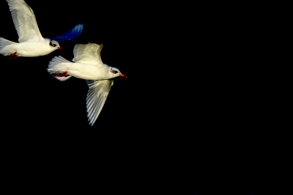 Mediterranean Gull - ML647418834