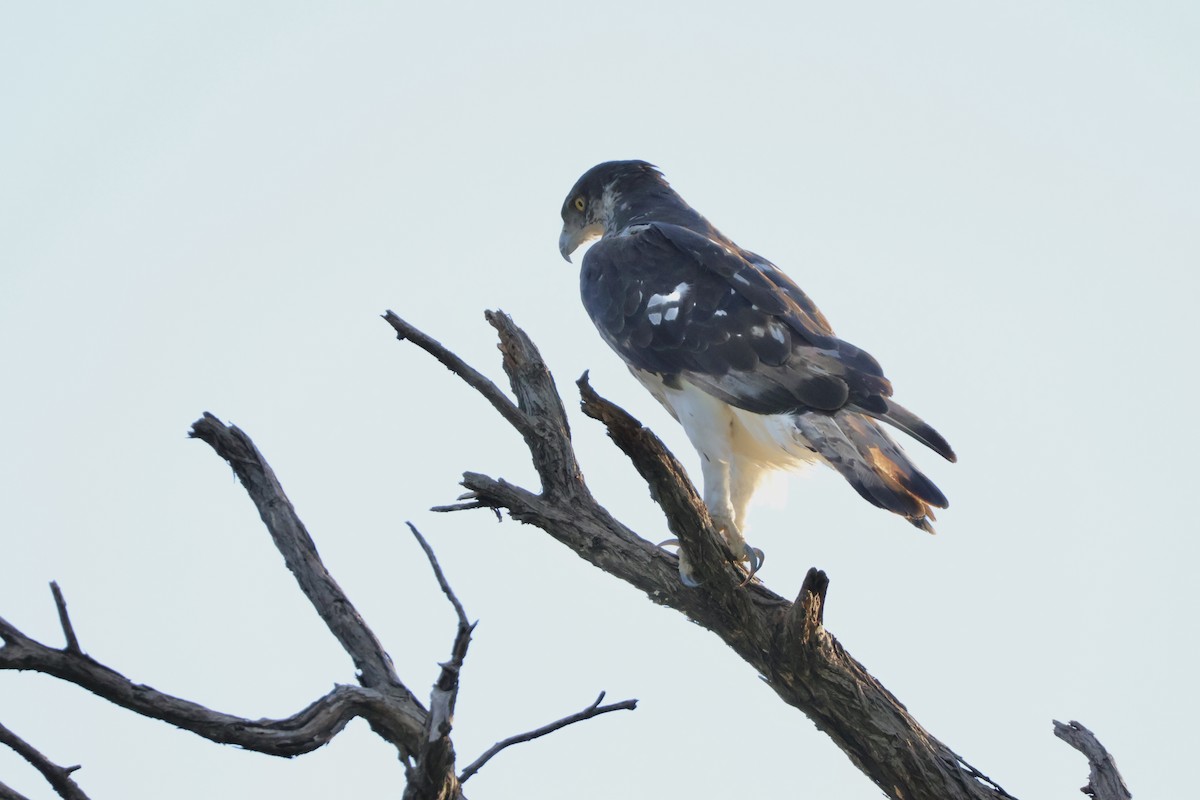 Орел африканський - ML647418847