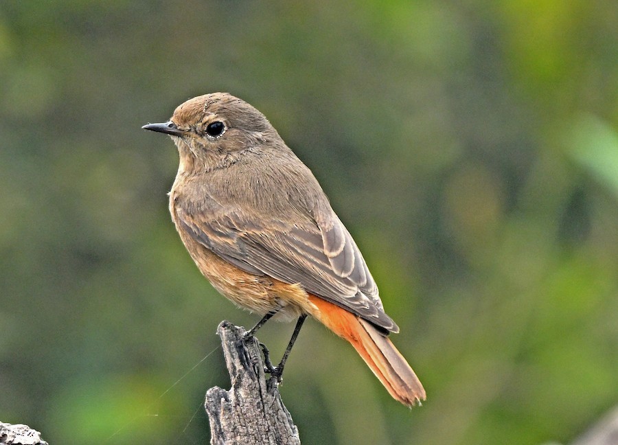 Black Redstart - ML647418854