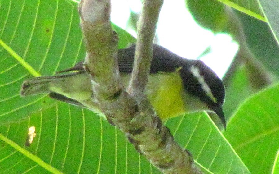 Sucrier à ventre jaune - ML647418864