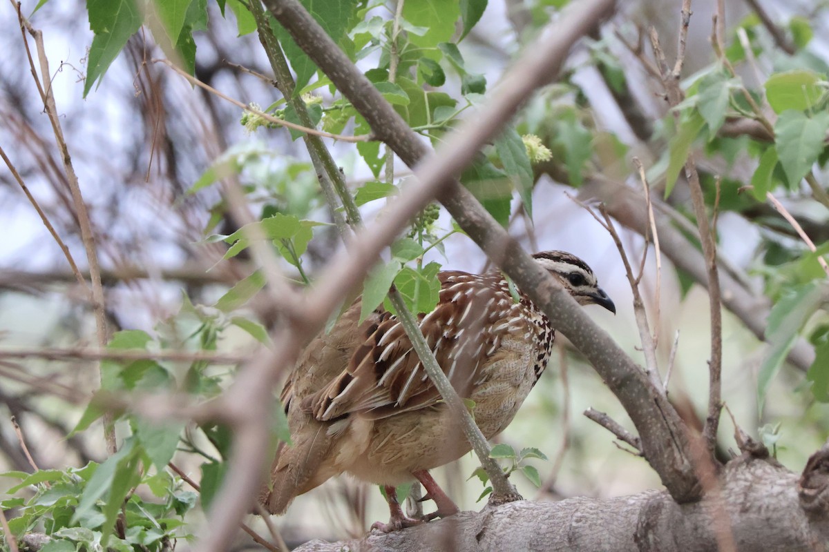 Crested Francolin - ML647418866