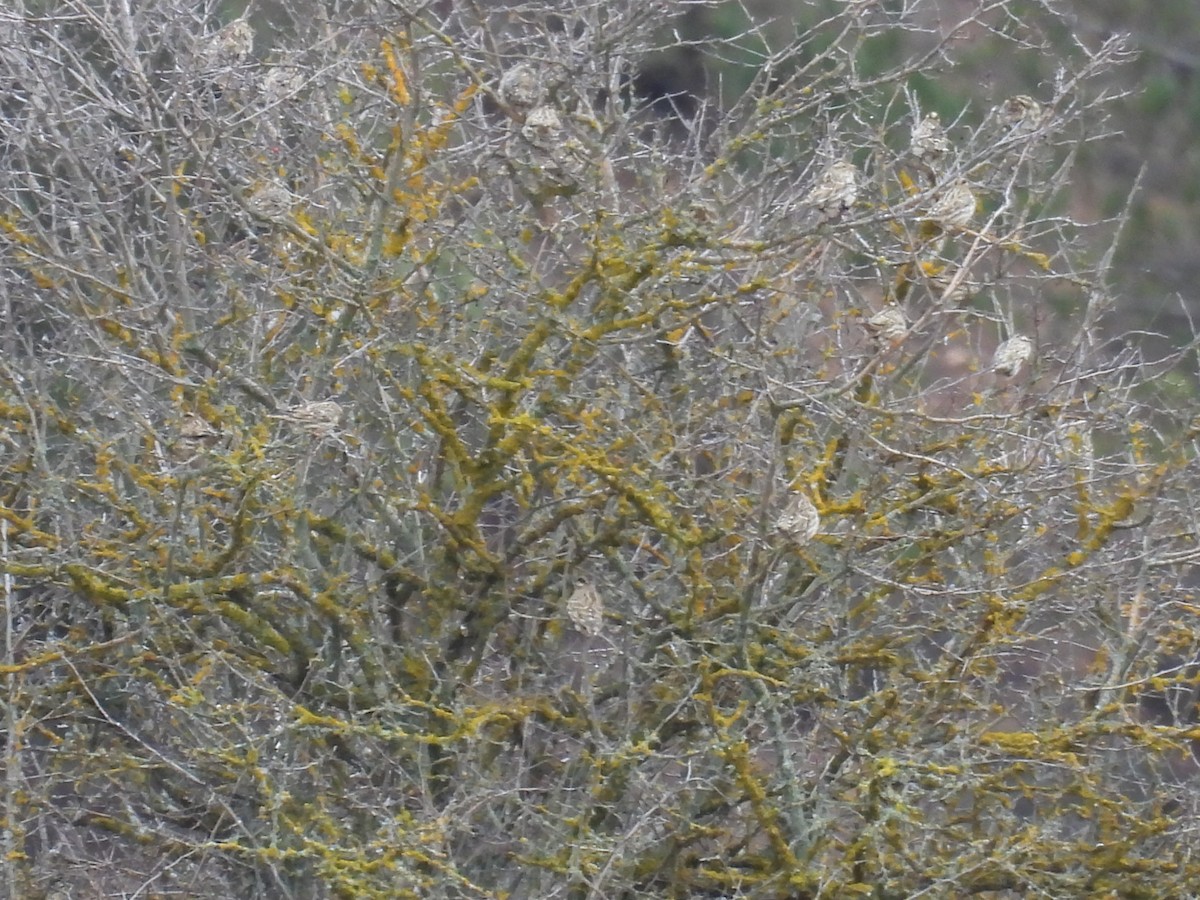 Rock Sparrow - ML647418869