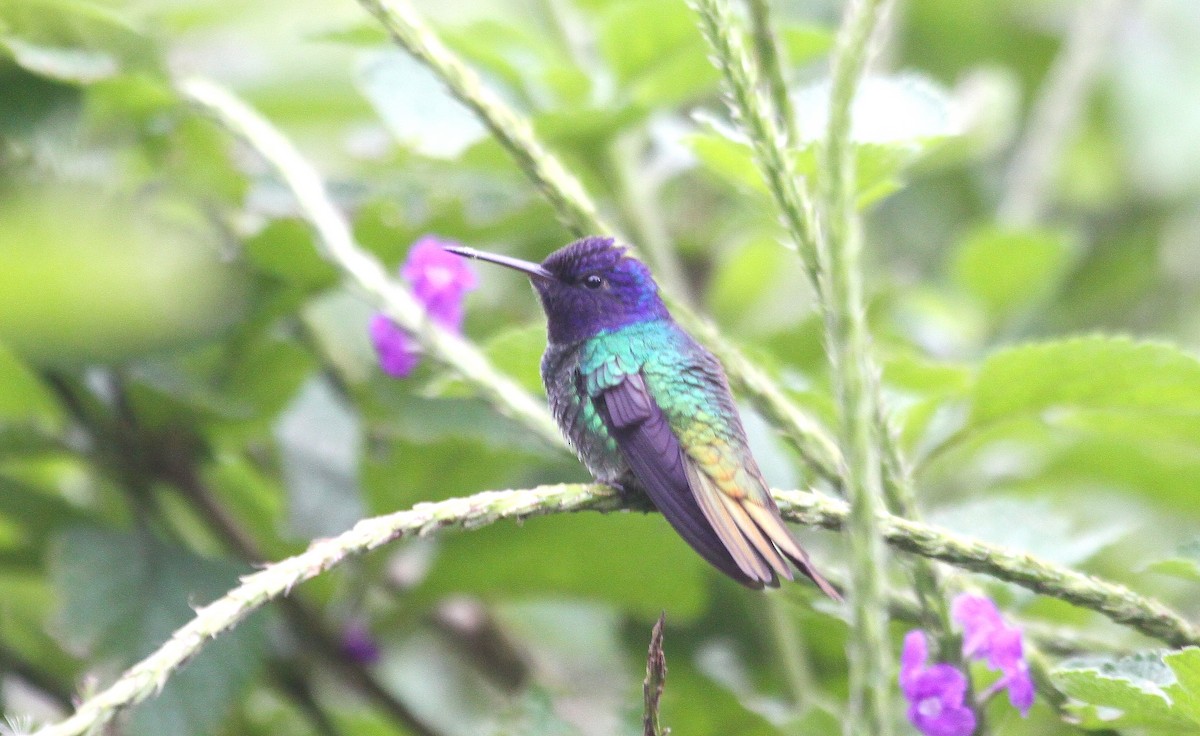 Golden-tailed Sapphire - ML647418884