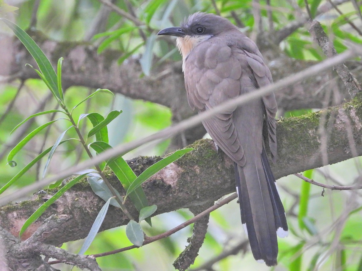 Dark-billed Cuckoo - ML647418887