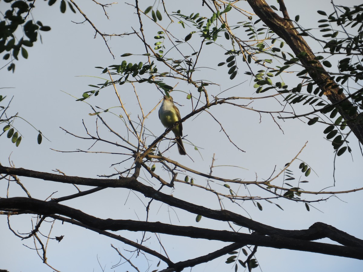 Brown-crested Flycatcher - ML647418896
