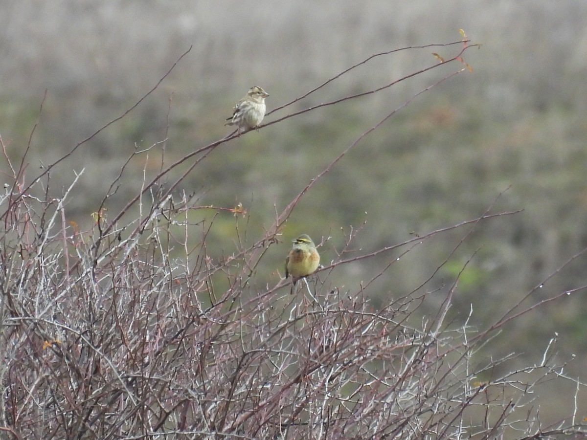 Rock Sparrow - ML647418923