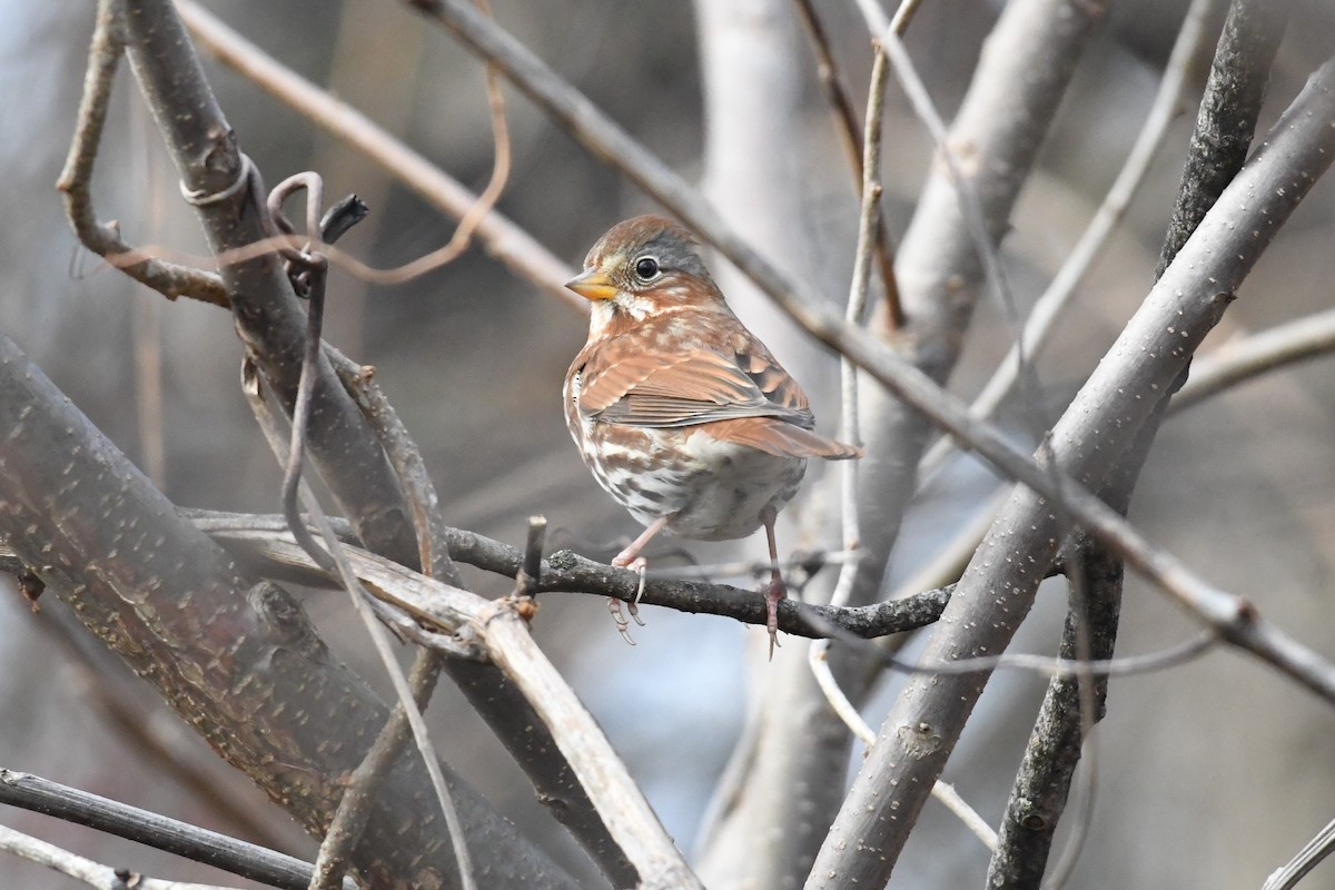 Passerella variabile - ML647418930