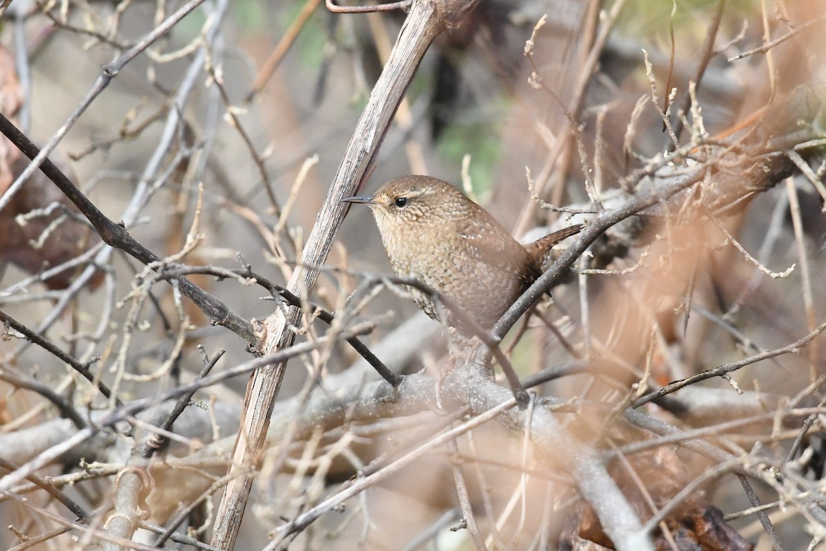 Winter Wren - ML647418933