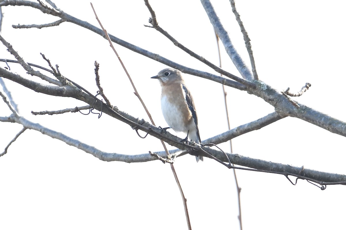 Eastern Bluebird - ML647418936