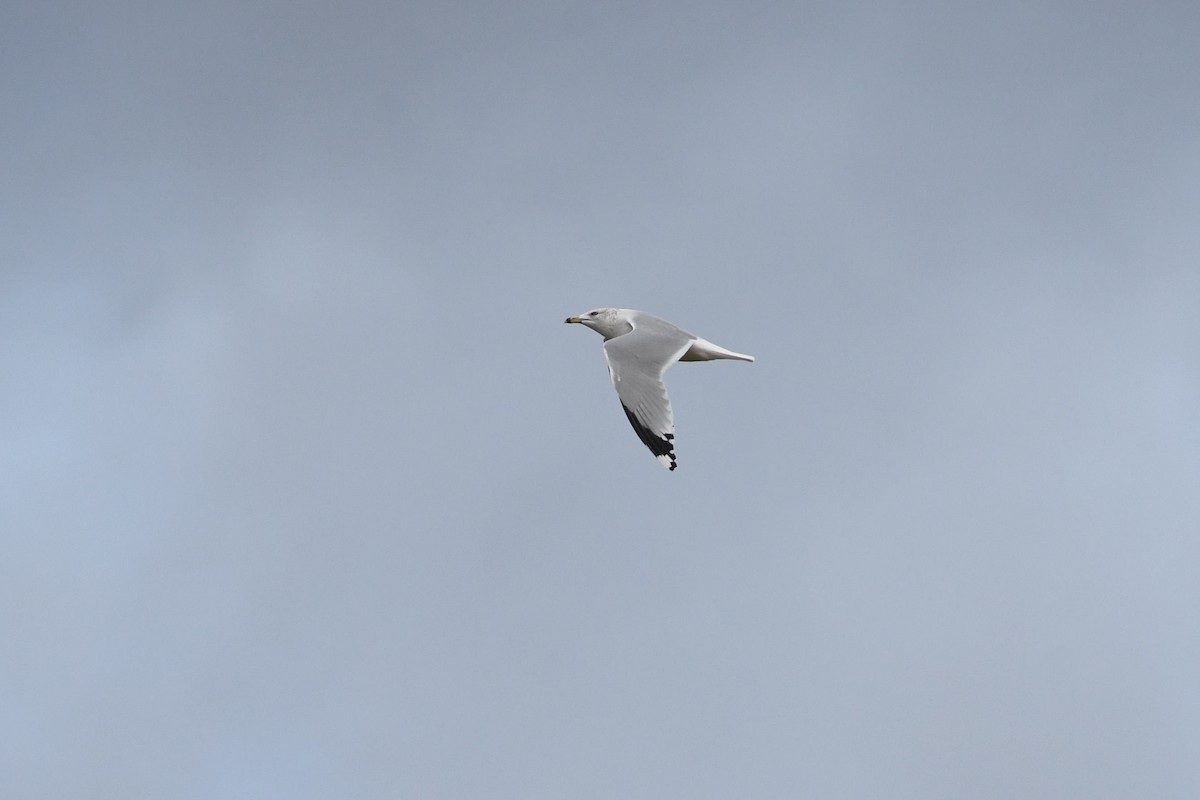 Gavina americana - ML647418940