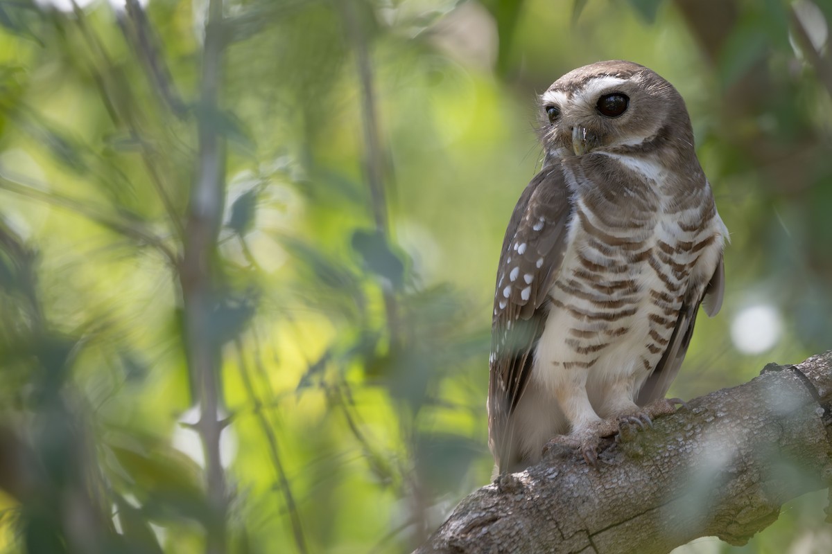 White-browed Owl - ML647418976