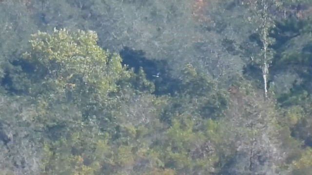 Черноухая крачка - ML647418994