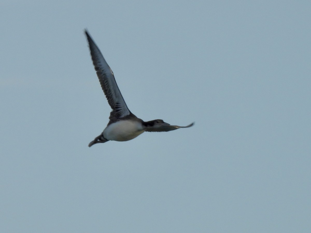 Common Loon - ML647418995