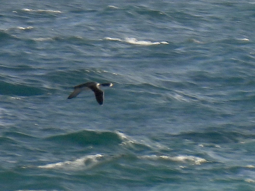 Common Loon - ML647418996