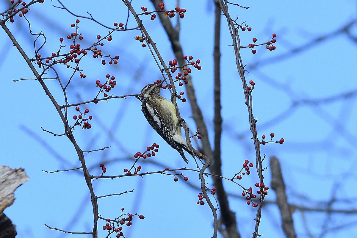 Yellow-bellied Sapsucker - ML647419000