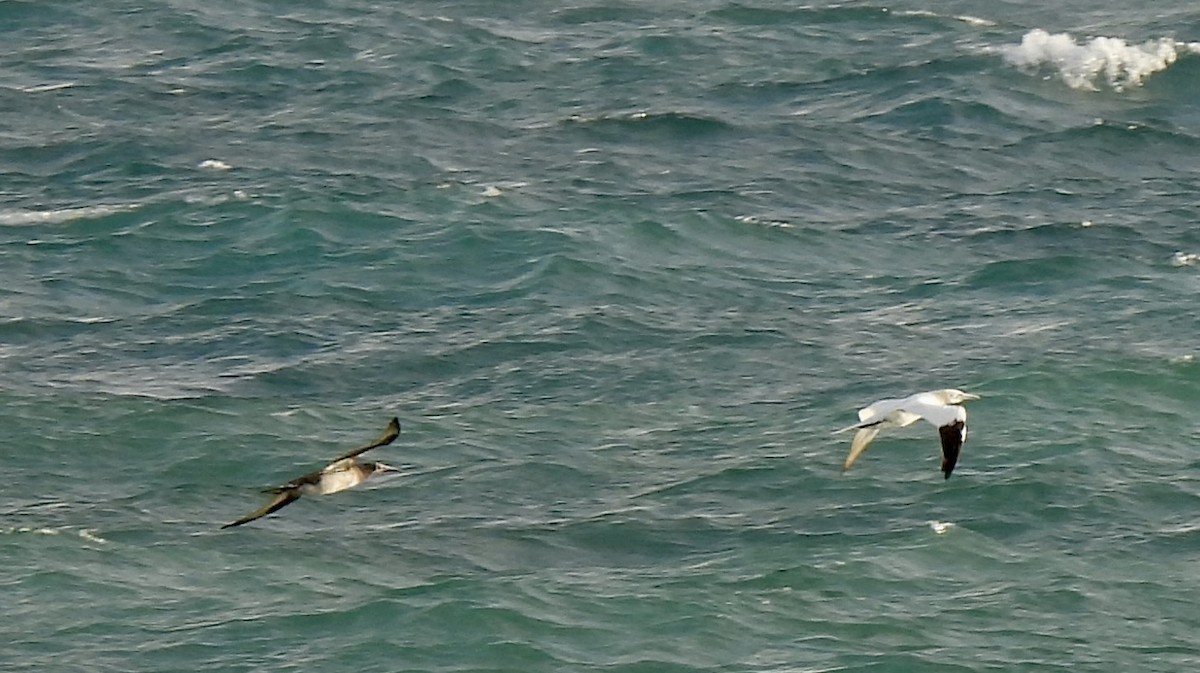 סולה מצויה - ML647419011