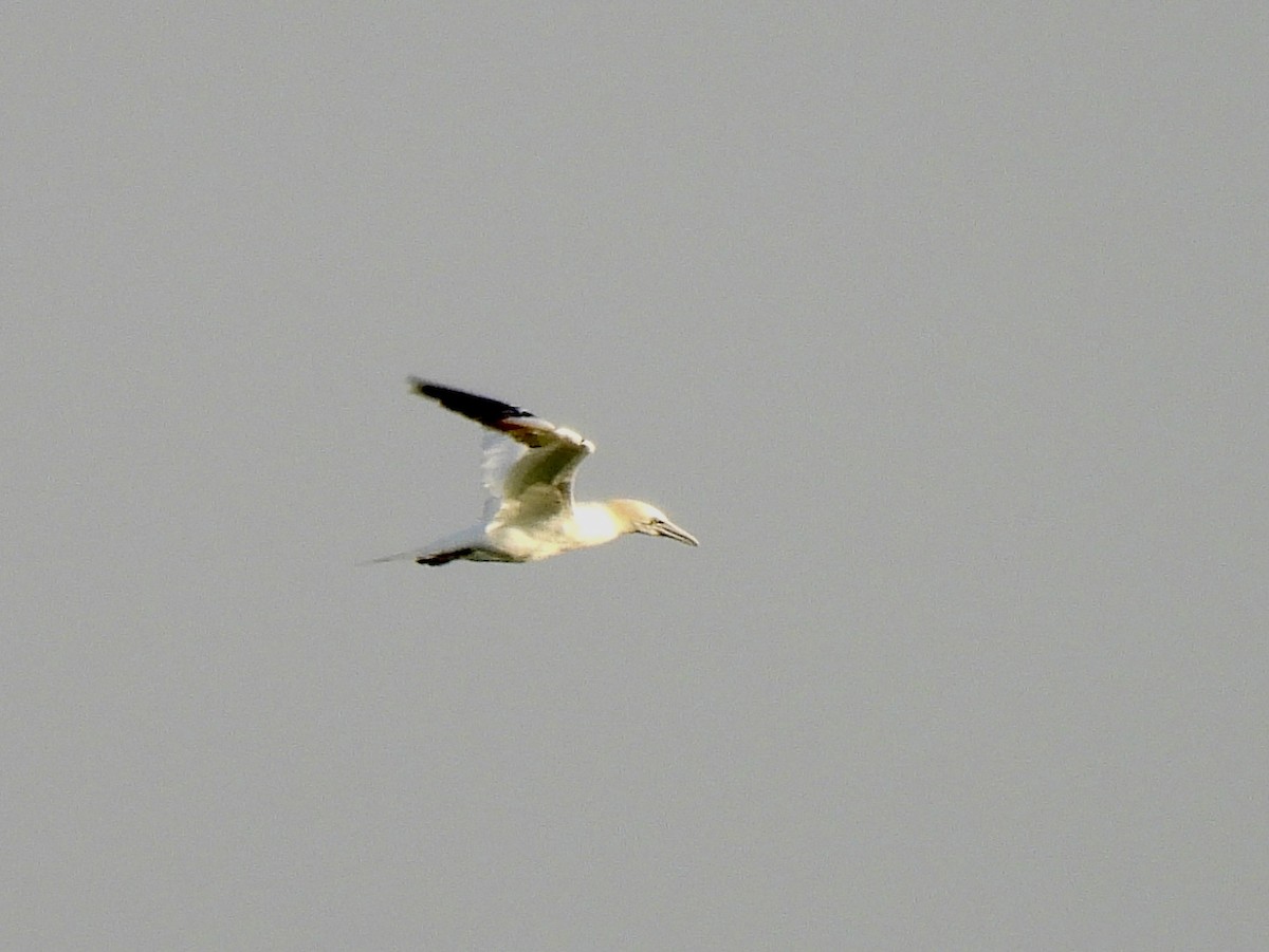 סולה מצויה - ML647419012