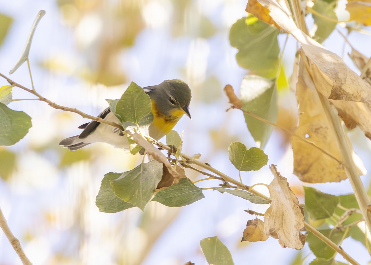 Northern Parula - ML647419018