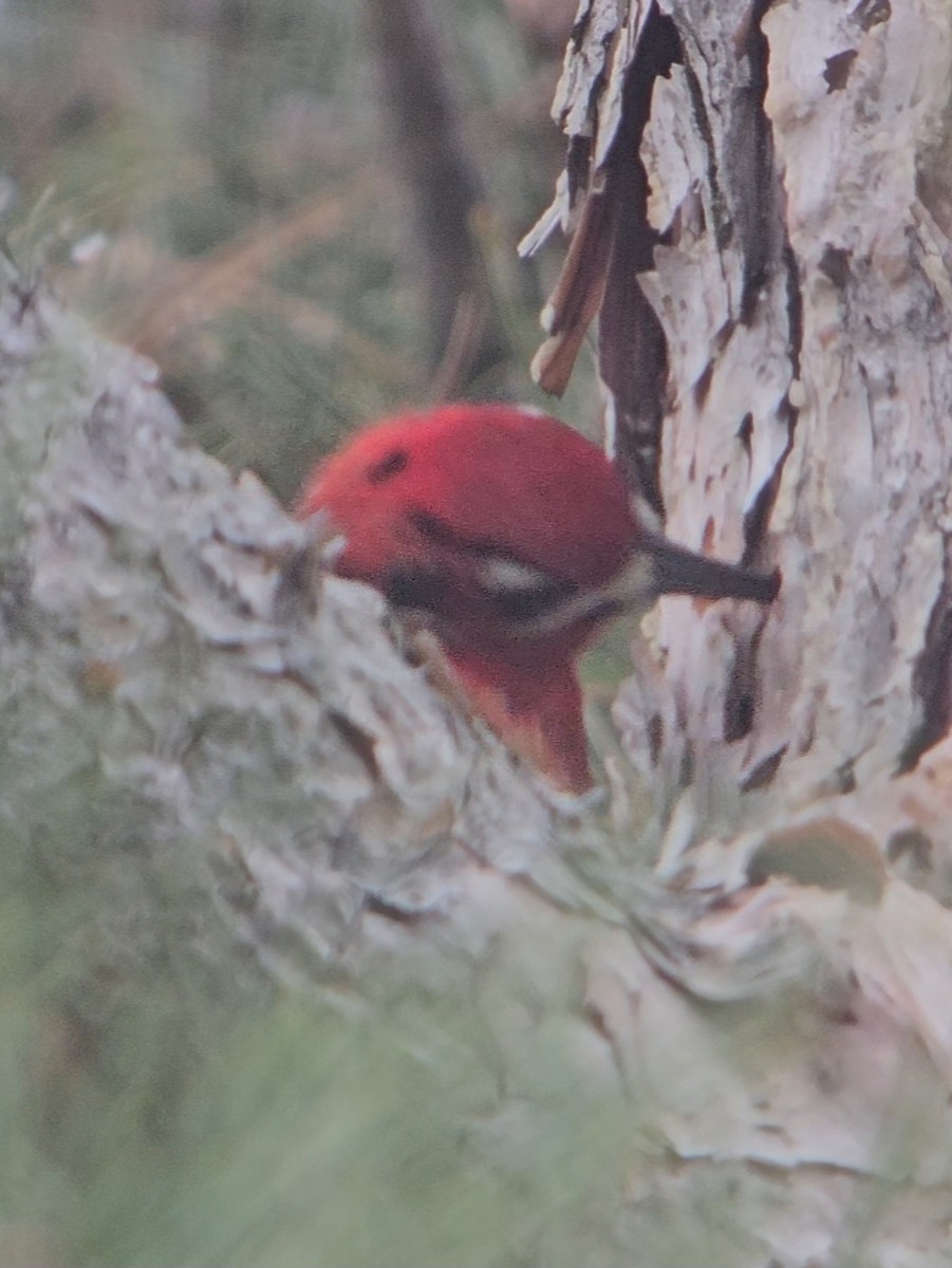 Red-breasted Sapsucker - ML647419024
