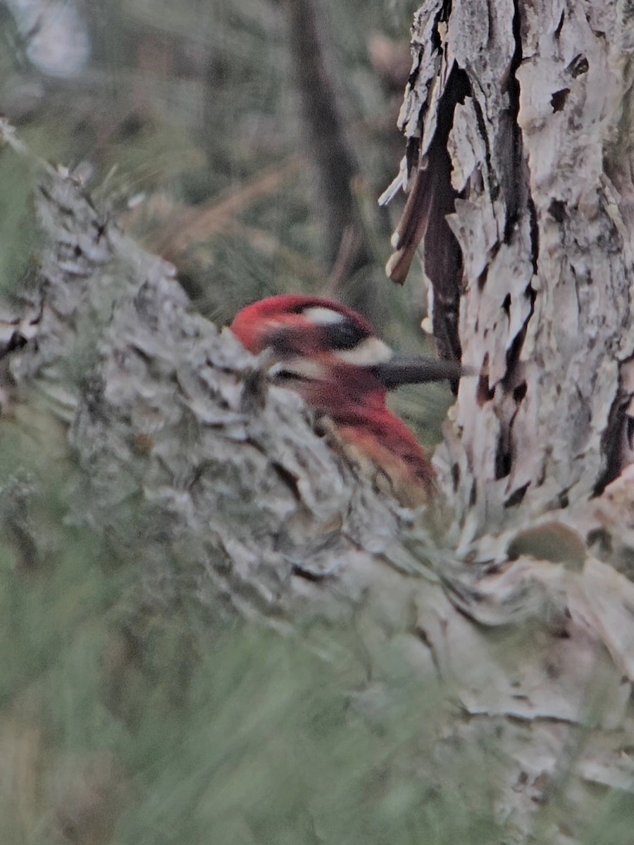 Red-breasted Sapsucker - ML647419025
