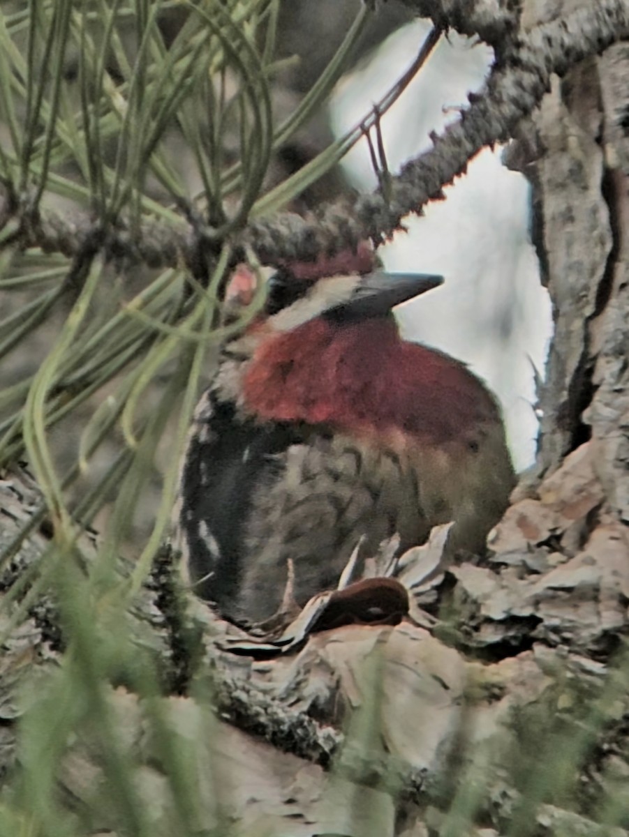 Red-breasted Sapsucker - ML647419026