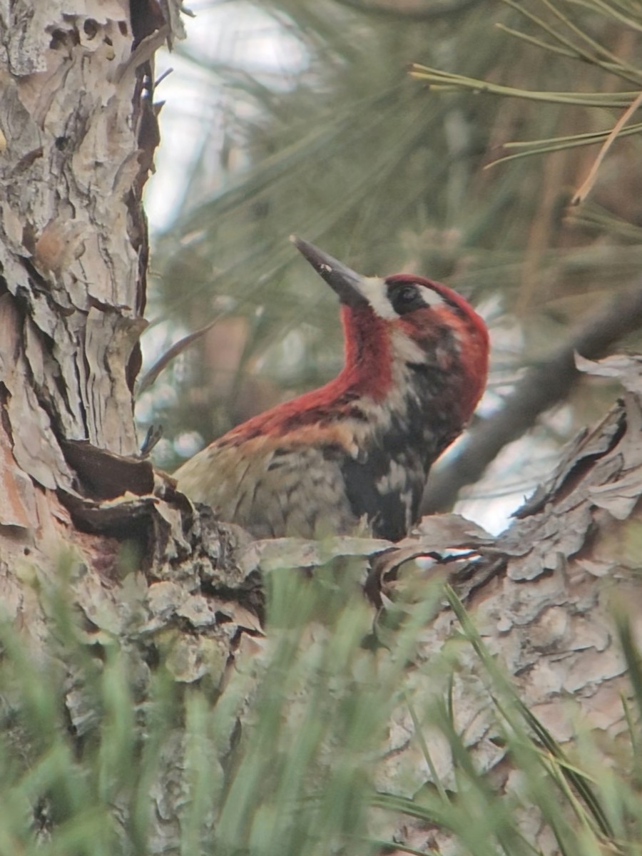 Red-breasted Sapsucker - ML647419030