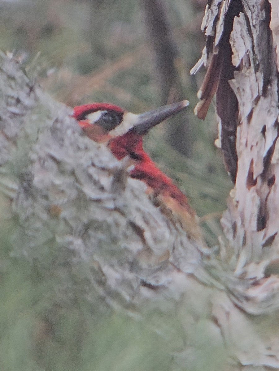 Red-breasted Sapsucker - ML647419033