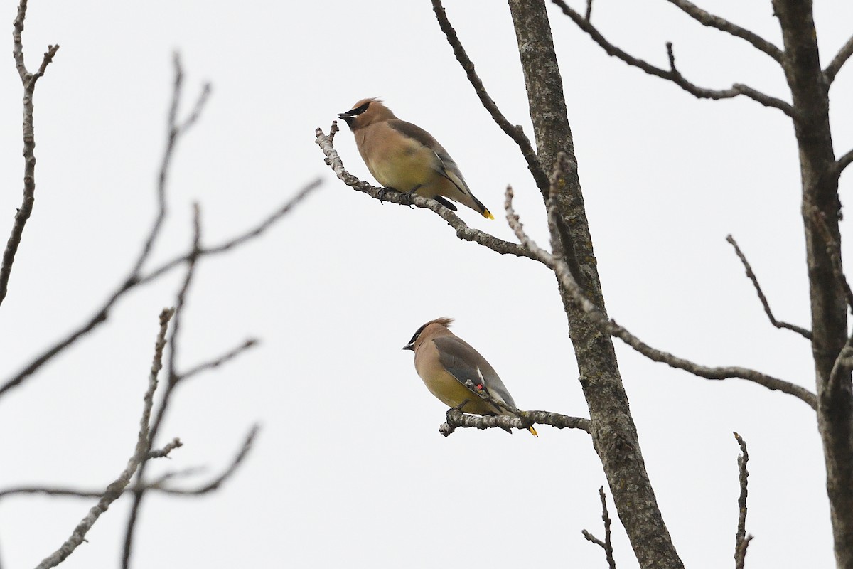 Cedar Waxwing - ML647419035