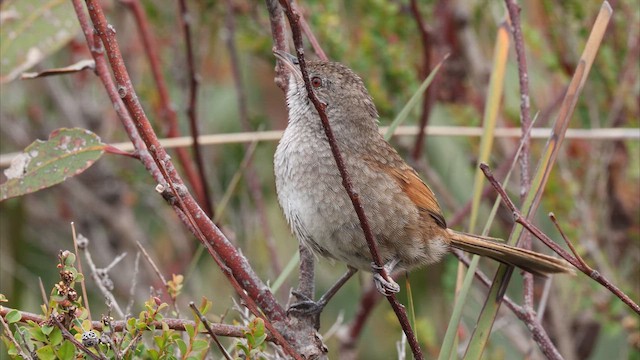 Сероголовая щетинкоклювка - ML647419061