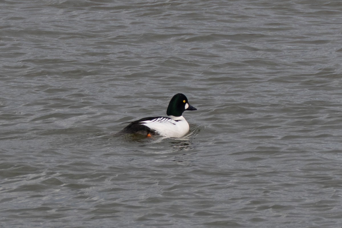 鵲鴨 - ML647419063