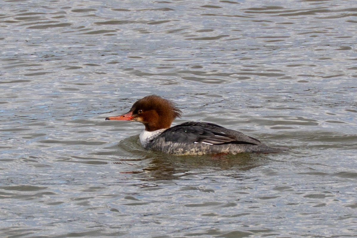 川秋沙 - ML647419072