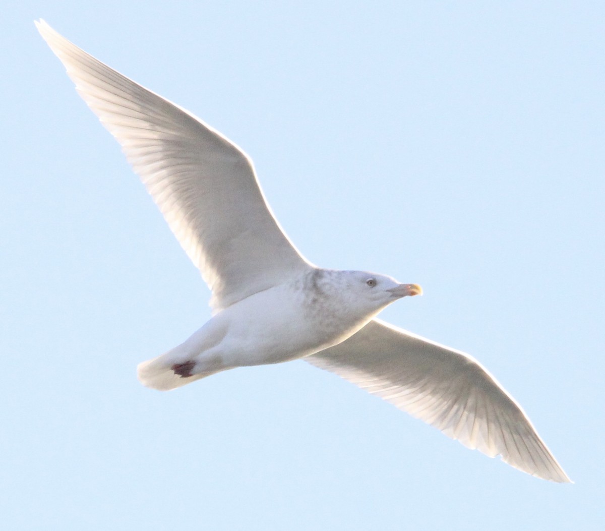 Glaucous Gull - ML647419080