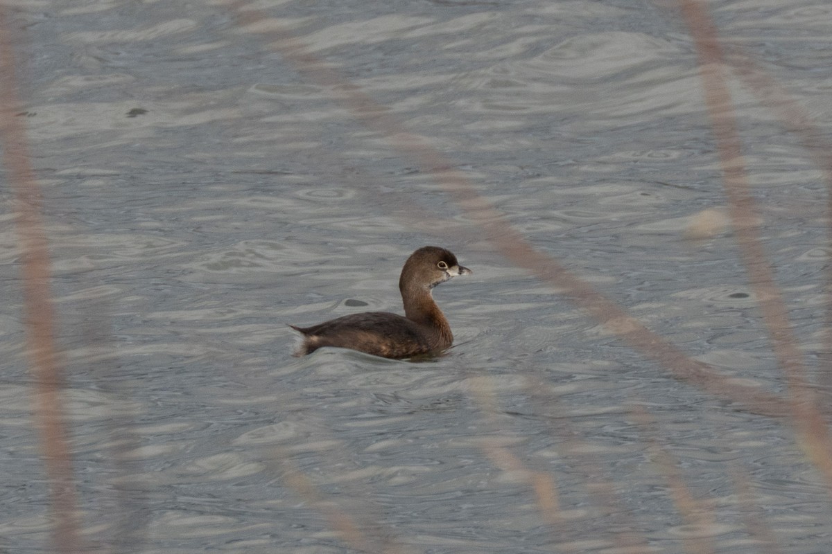 Pied-billed Grebe - ML647419084